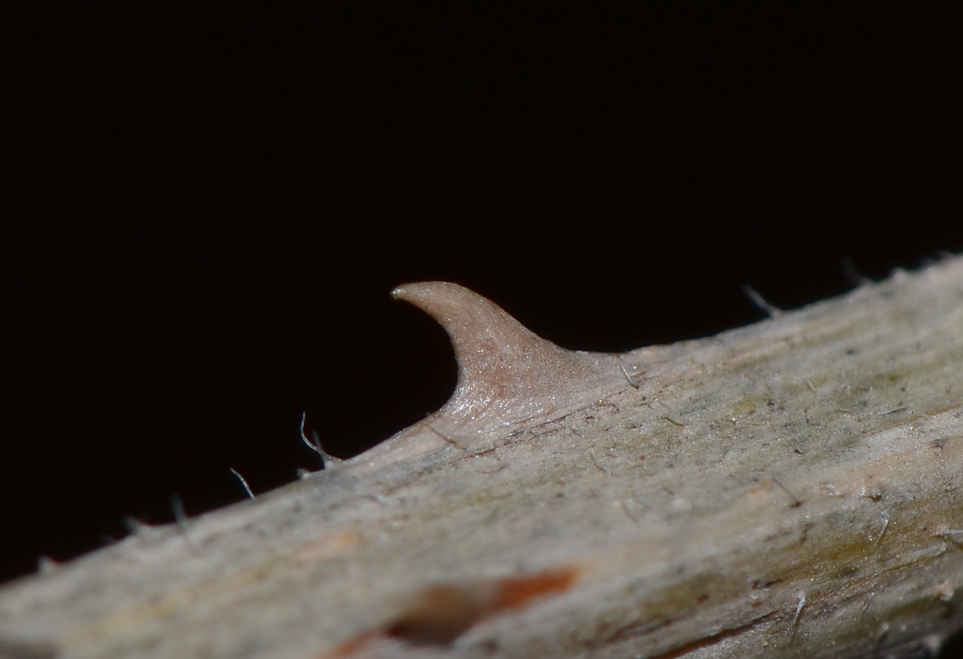 Image of Lantana camara specimen.