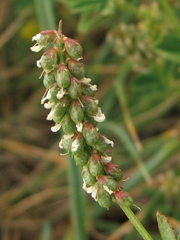 Image of Melilotus indicus specimen.