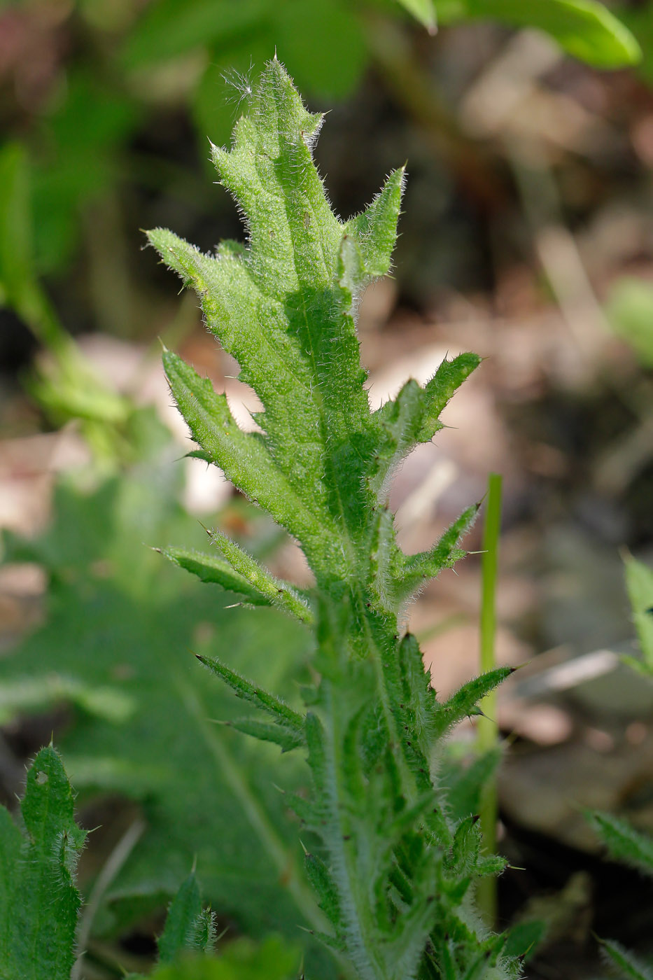 Image of Cirsium vulgare specimen.