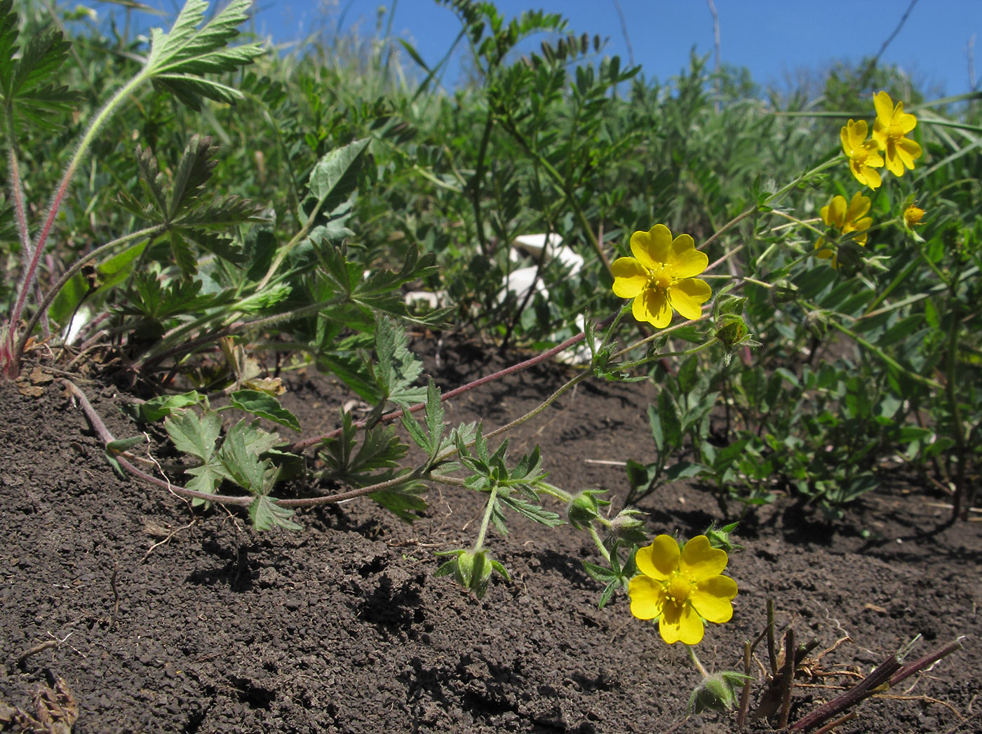 Image of Potentilla caucasica specimen.