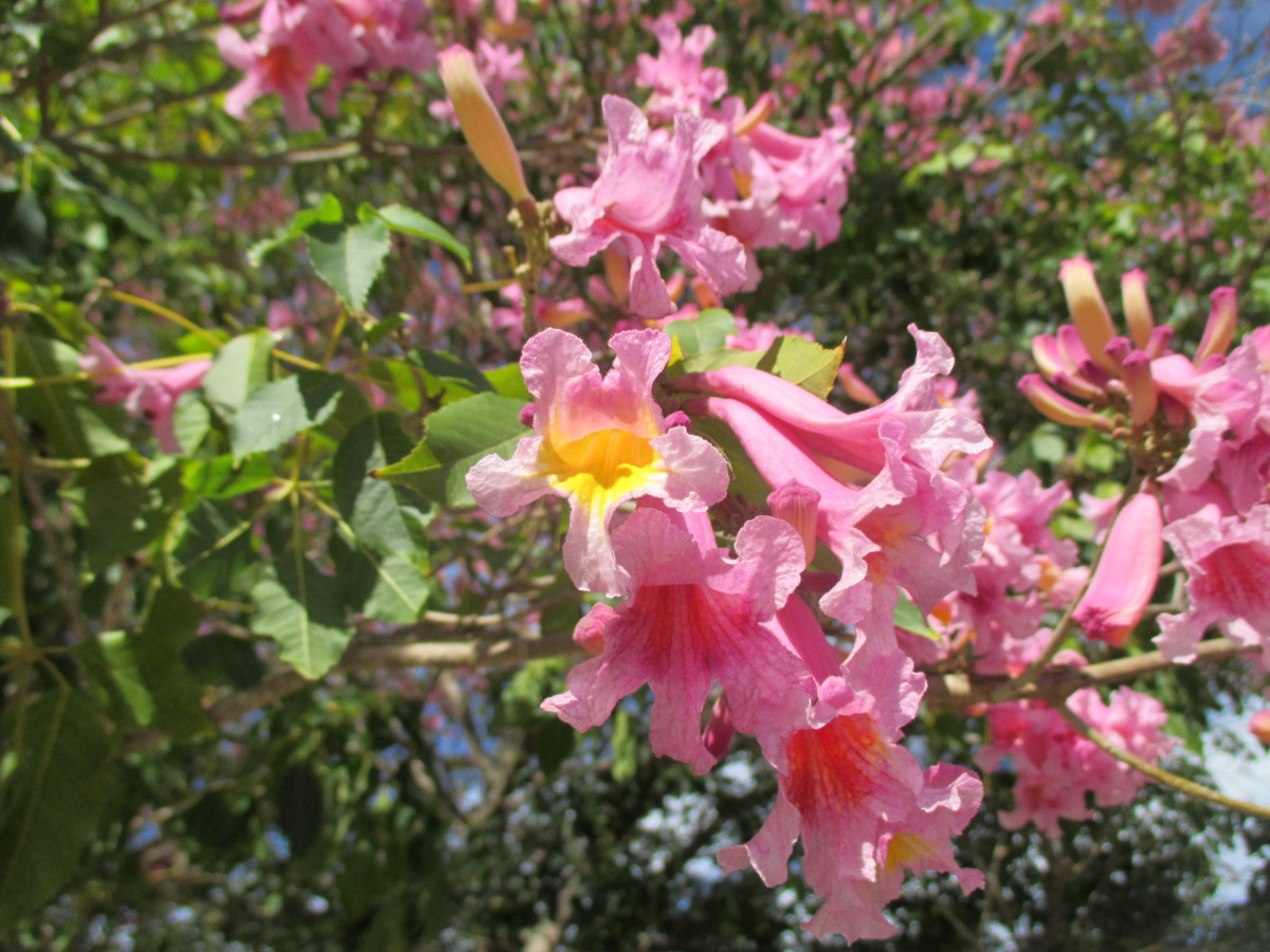 Image of Tabebuia impetiginosa specimen.