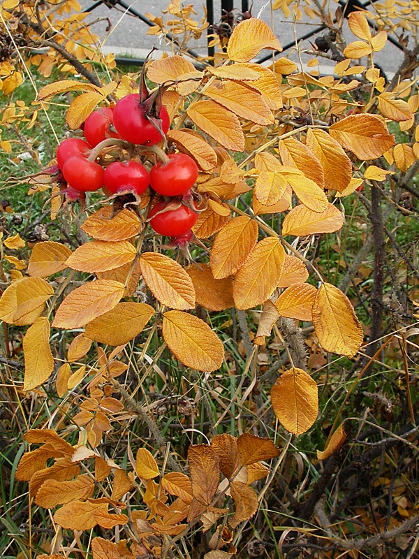 Изображение особи Rosa rugosa.