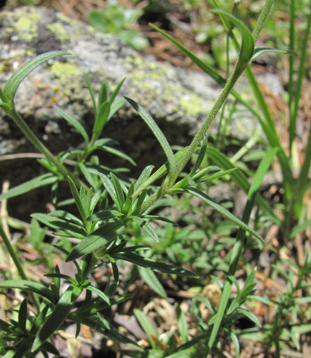 Image of Cerastium arvense specimen.