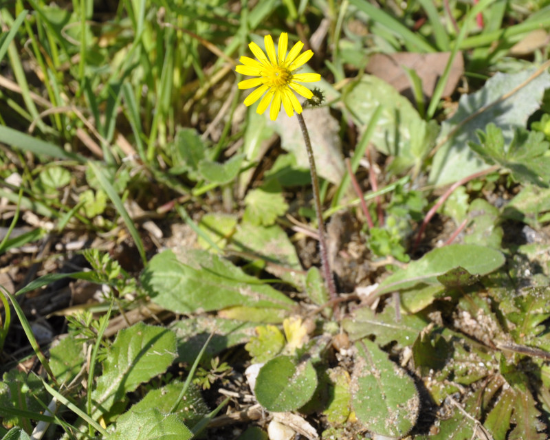 Image of Lagoseris sancta specimen.