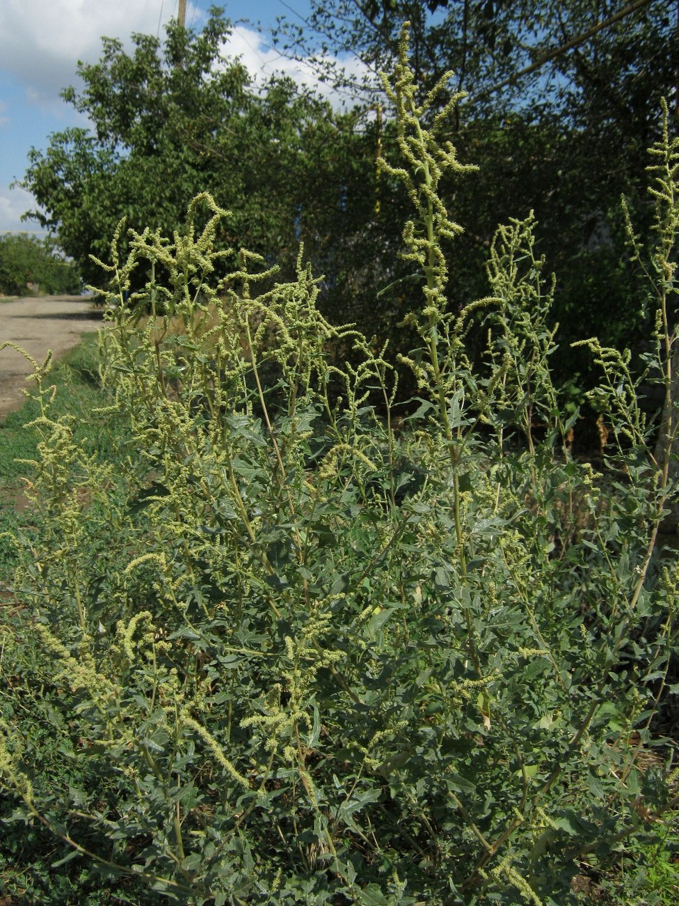 Image of Atriplex tatarica specimen.