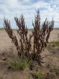 Rumex sylvestris