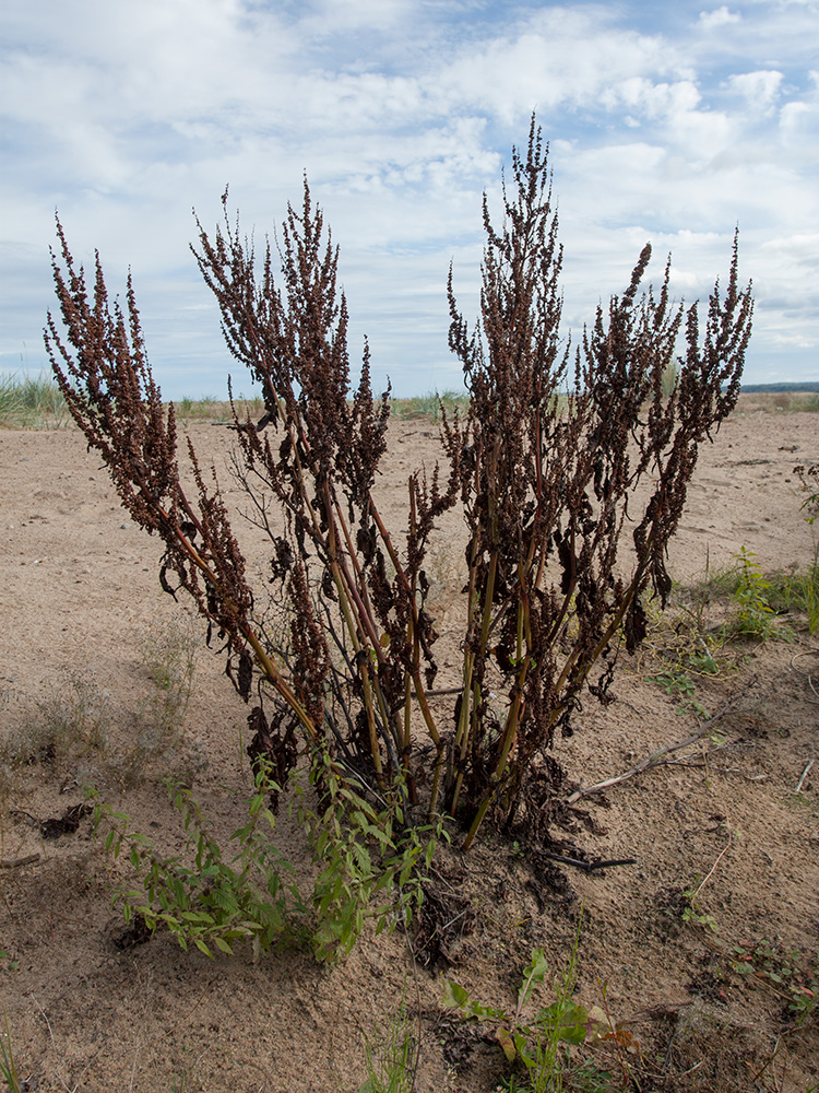 Image of Rumex sylvestris specimen.