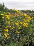 Helianthus tuberosus