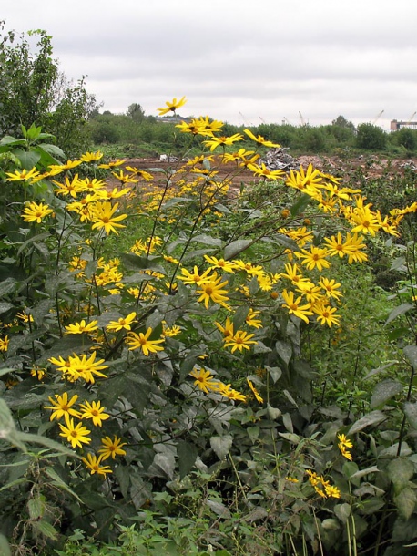 Image of Helianthus tuberosus specimen.