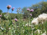 Cirsium incanum. Верхушки цветущих и плодоносящих растений. Казахстан, Джунгарский Алатау, верховья Черной Речки, Лепсинский филиал Жонгар-Алатауского национального парка, Черновский участок, высокотравный луг в поясе яблоневых лесов, ≈ 1200 м н.у.м. 26 августа 2016 г.