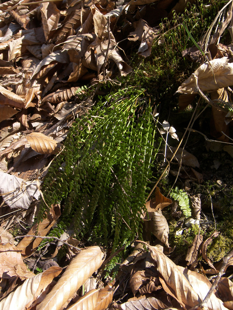 Image of Asplenium viride specimen.