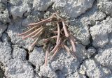 Смотреть изображение Chesneya kopetdaghensis