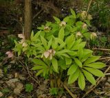 Helleborus thibetanus