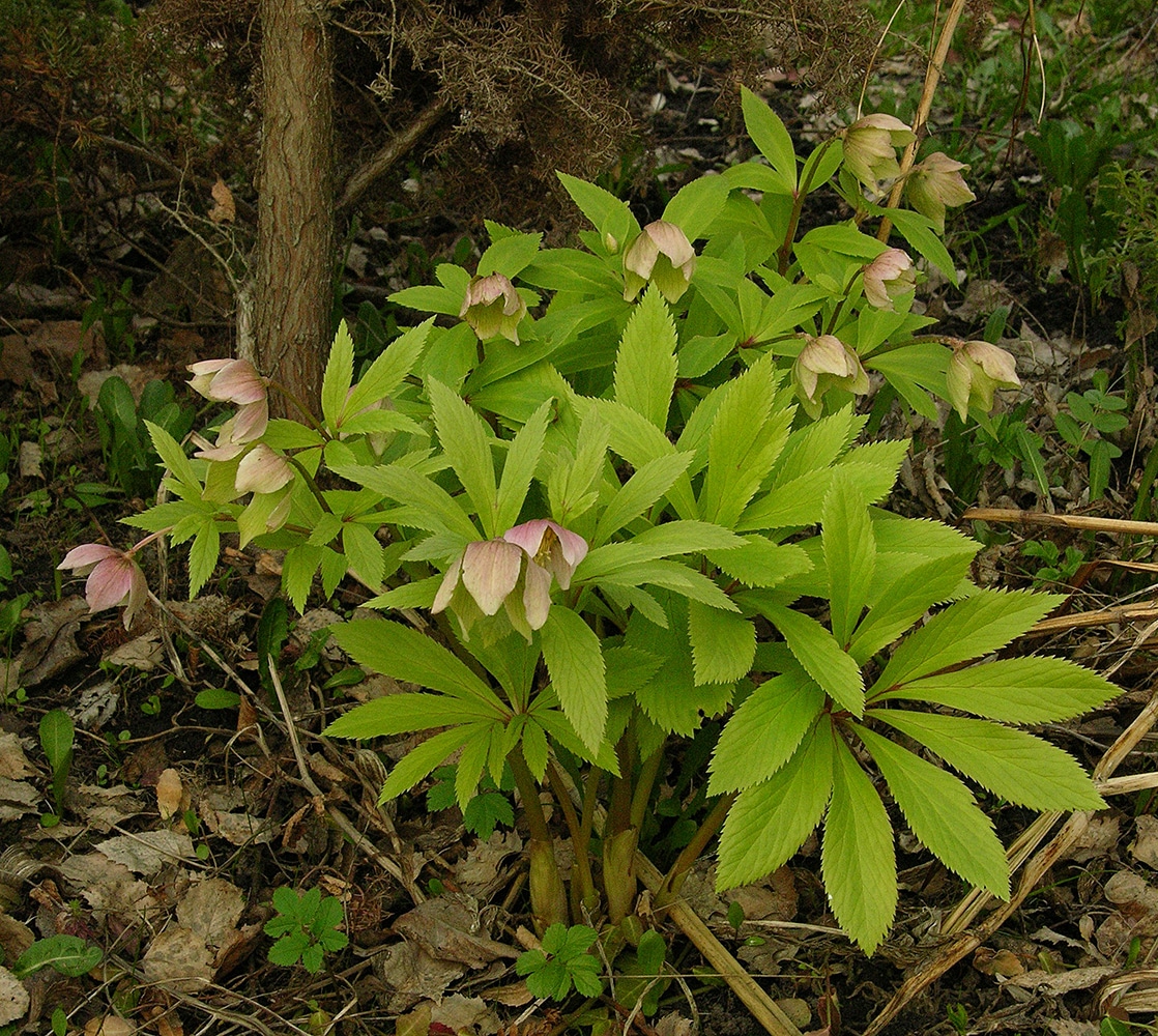 Image of Helleborus thibetanus specimen.