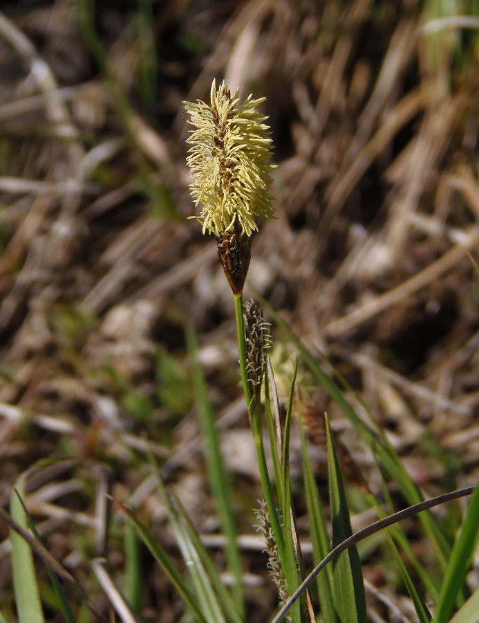 Image of Carex cespitosa specimen.