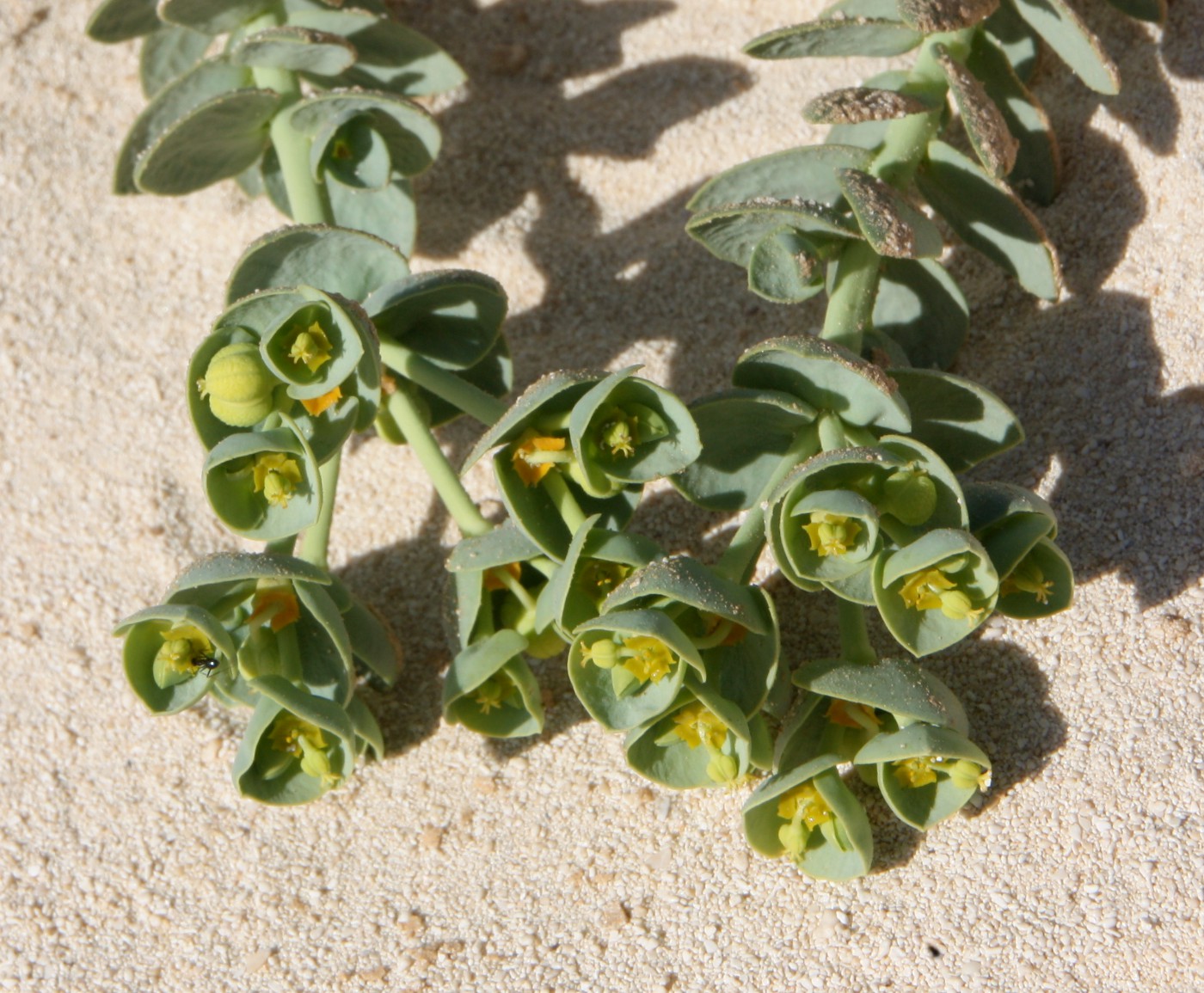 Изображение особи Euphorbia paralias.