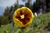 Fritillaria ophioglossifolia