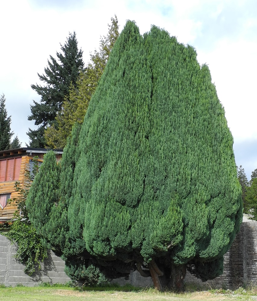 Image of Chamaecyparis lawsoniana specimen.