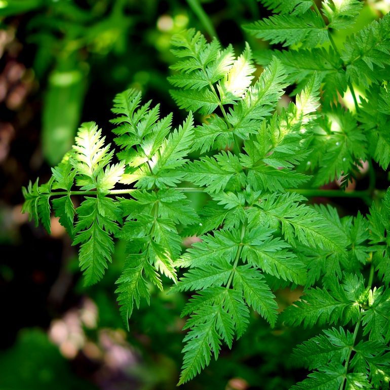 Image of Anthriscus sylvestris specimen.