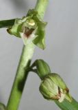 Epipactis krymmontana