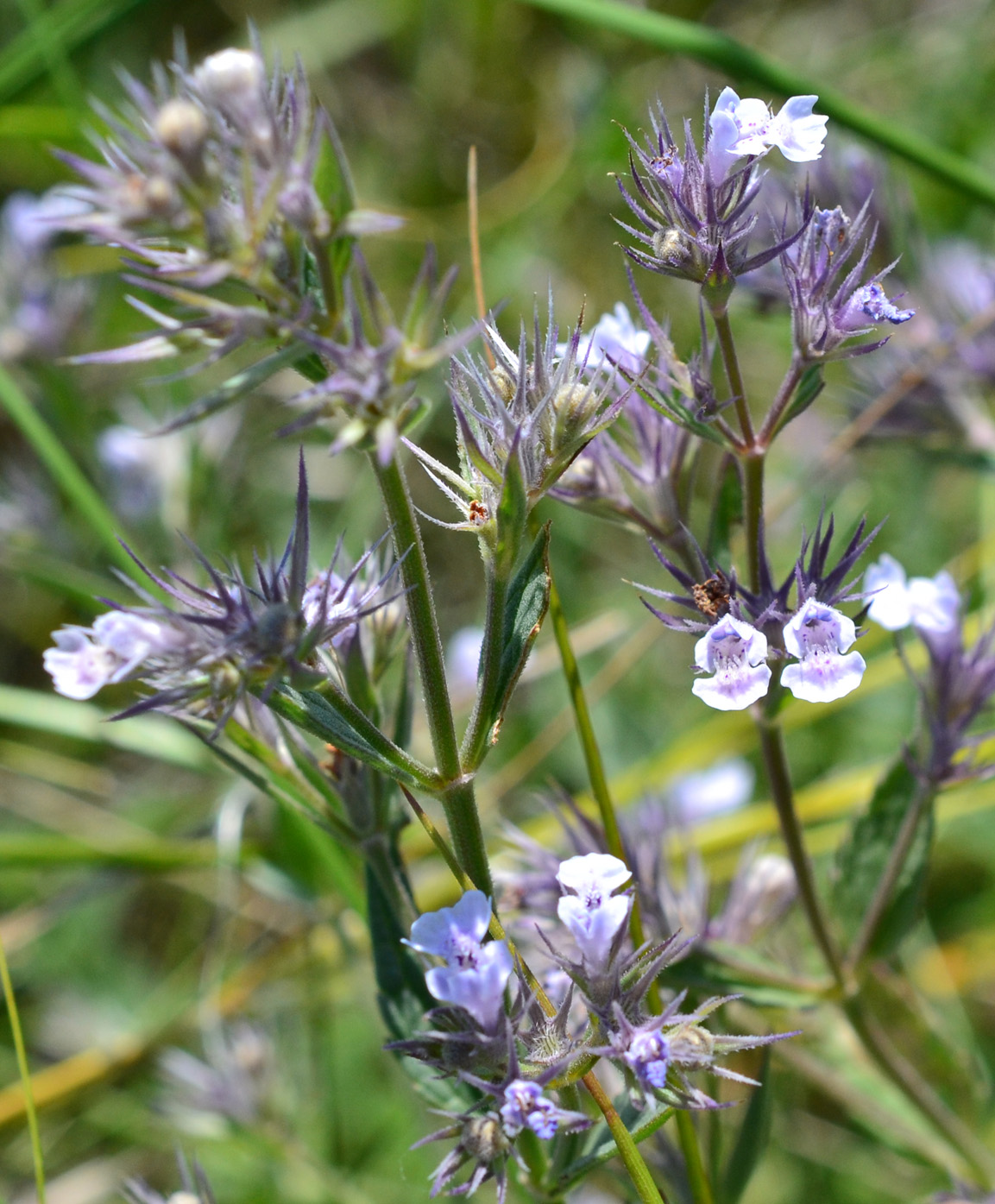 Image of Nepeta parviflora specimen.