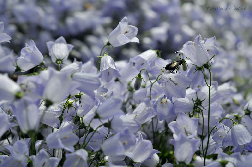 Изображение особи Campanula cochleariifolia.