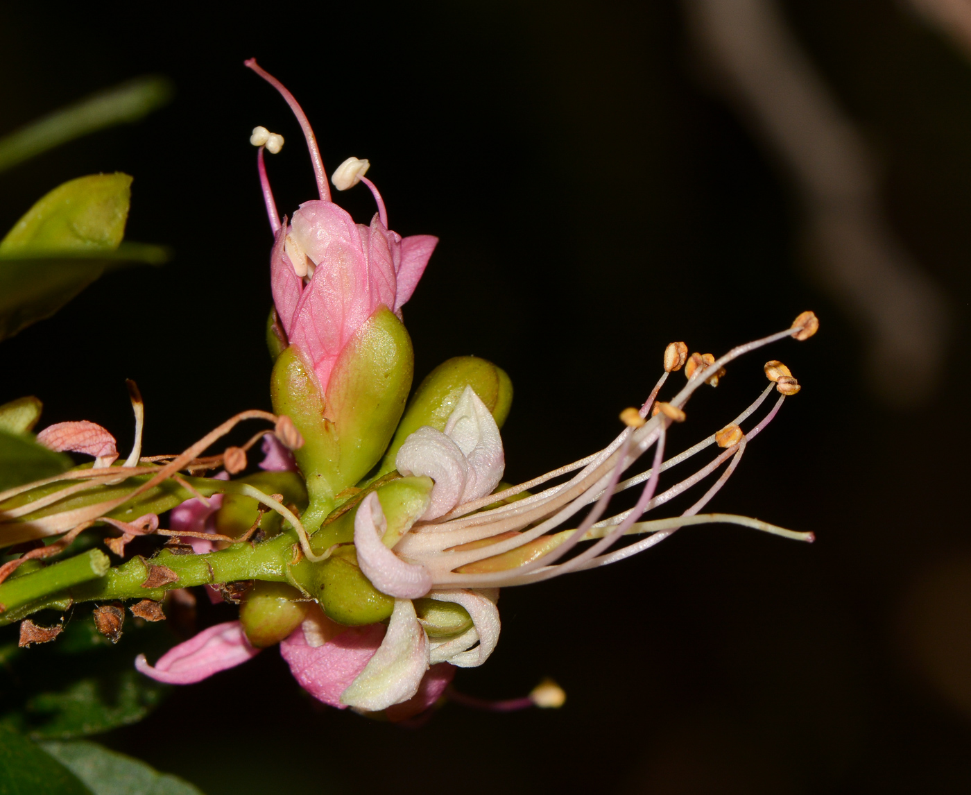 Изображение особи Schotia latifolia.