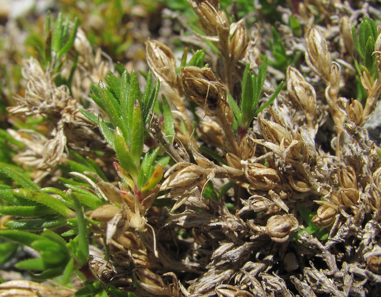 Image of Minuartia imbricata specimen.