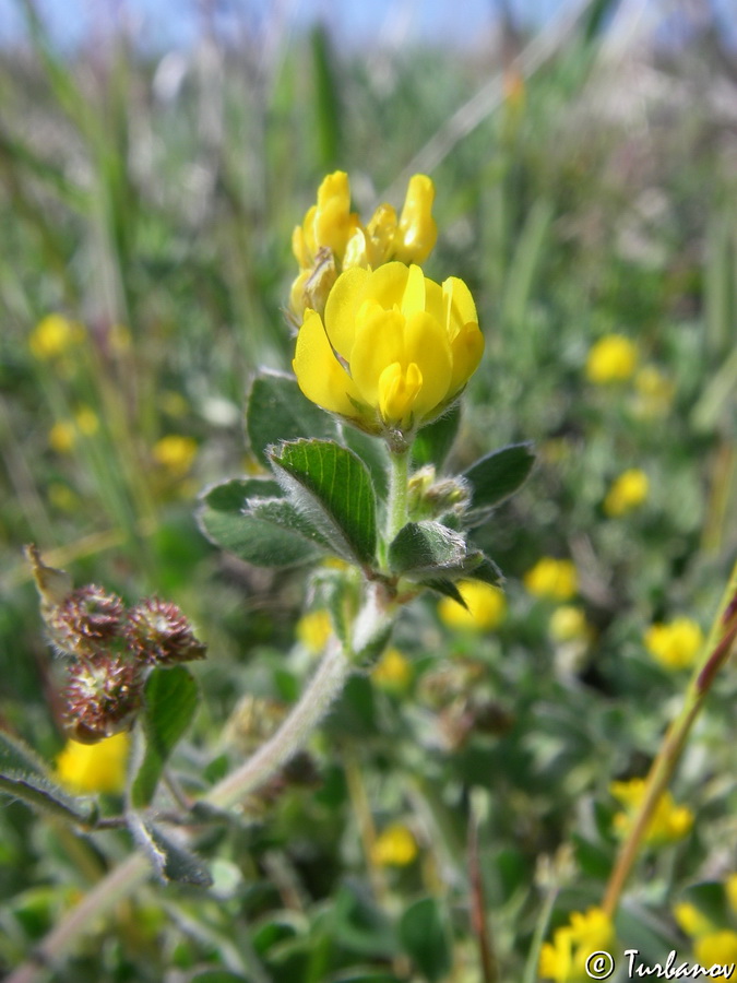 Image of Medicago minima specimen.