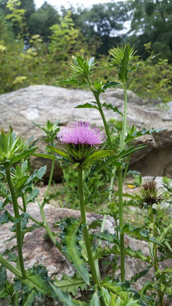 Изображение особи Cirsium rhinoceros.