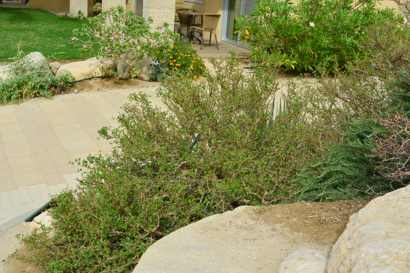 Image of Commiphora gileadensis specimen.