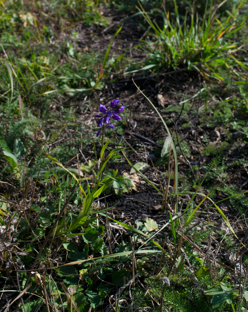 Изображение особи Polygala hybrida.