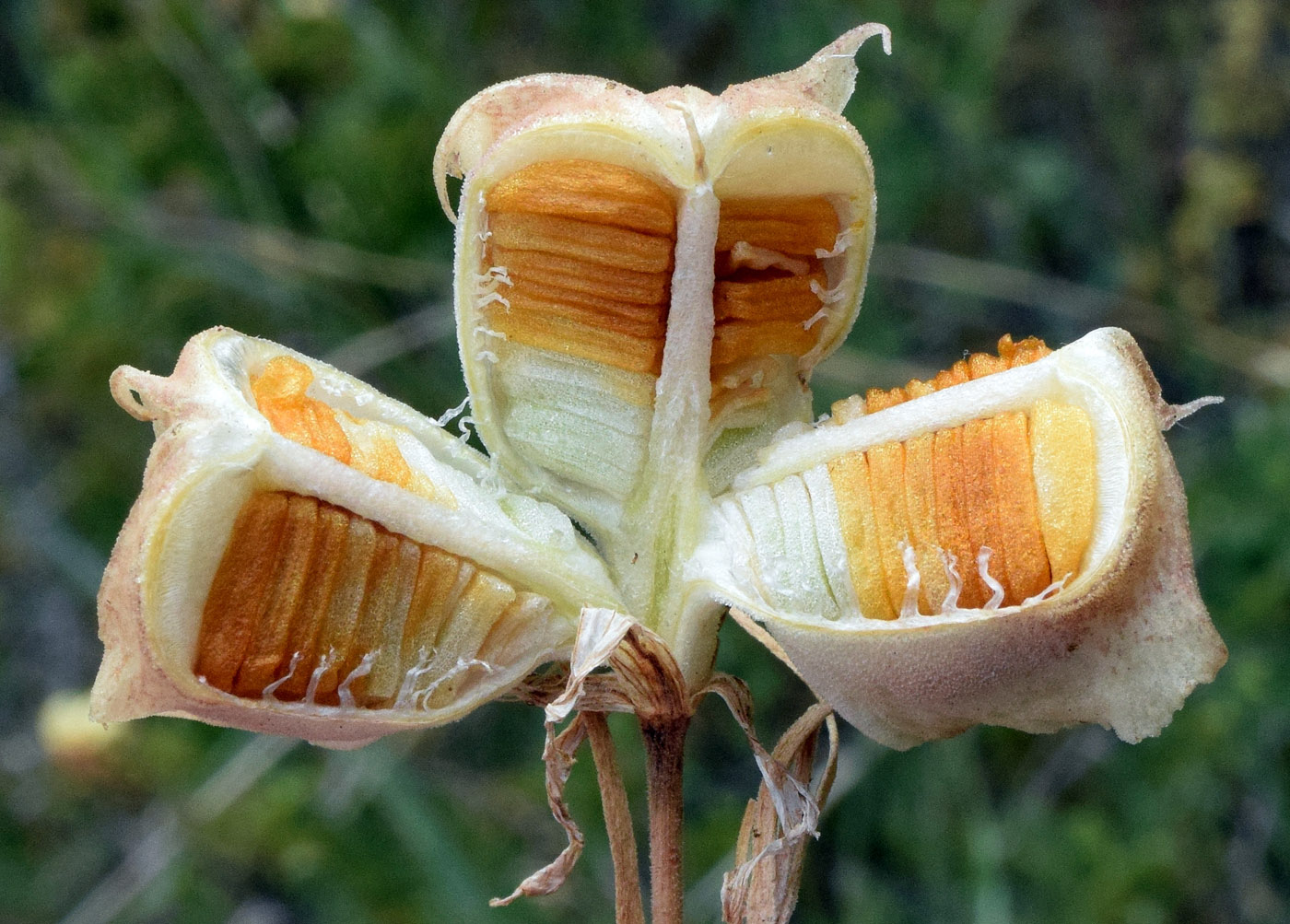 Image of Rhinopetalum bucharicum specimen.