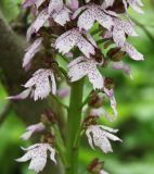 Orchis purpurea. Часть соцветия. Крым, Бахчисарайский р-н, окр. с. Трудолюбовка. 05.05.2010.