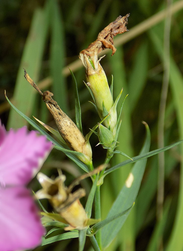 Image of Dianthus imereticus specimen.