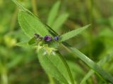 Asperugo procumbens. Верхушка побега с цветком, бутонами и завязавшимся плодом. Магаданская обл., г. Магадан, на газоне. 21.07.2013.