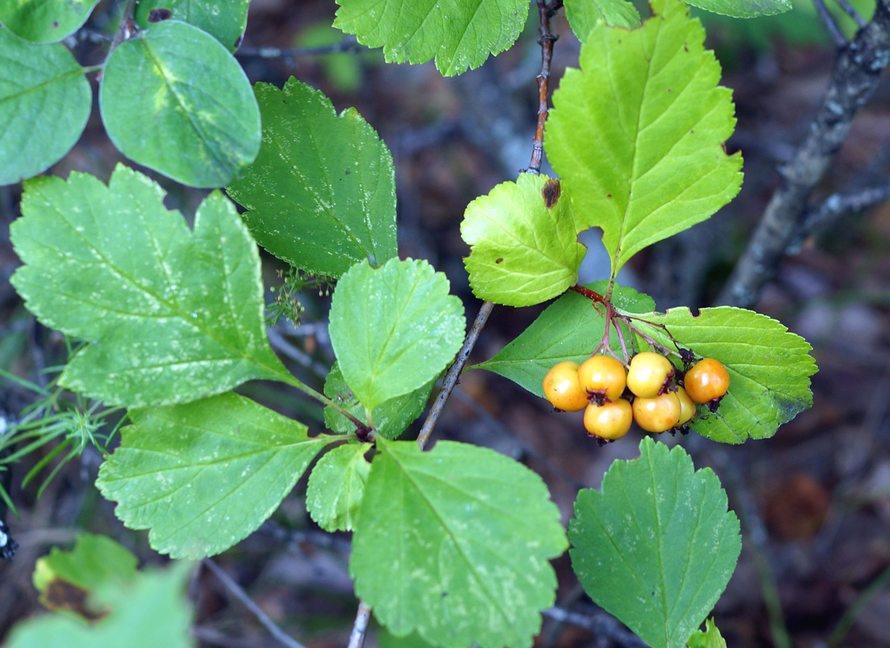 Image of Crataegus dahurica specimen.