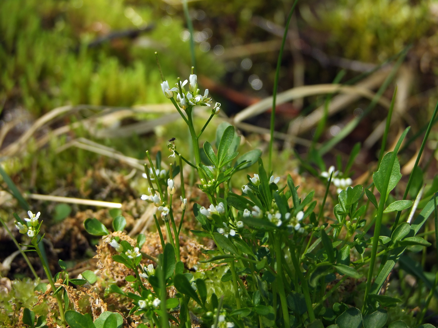 Image of Cardamine umbellata specimen.