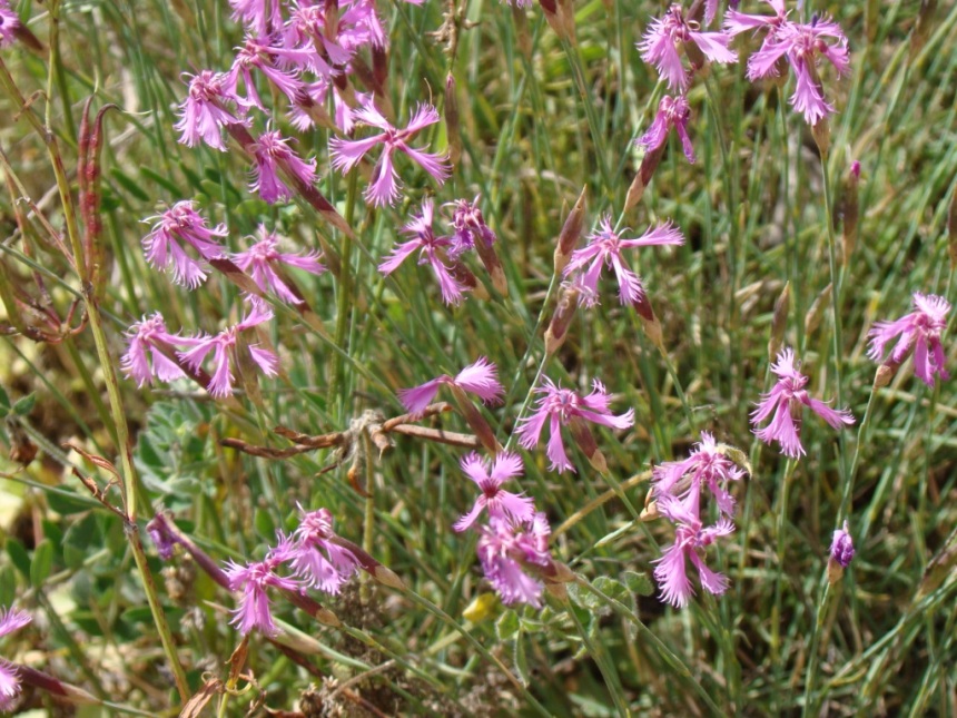 Image of Dianthus orientalis specimen.