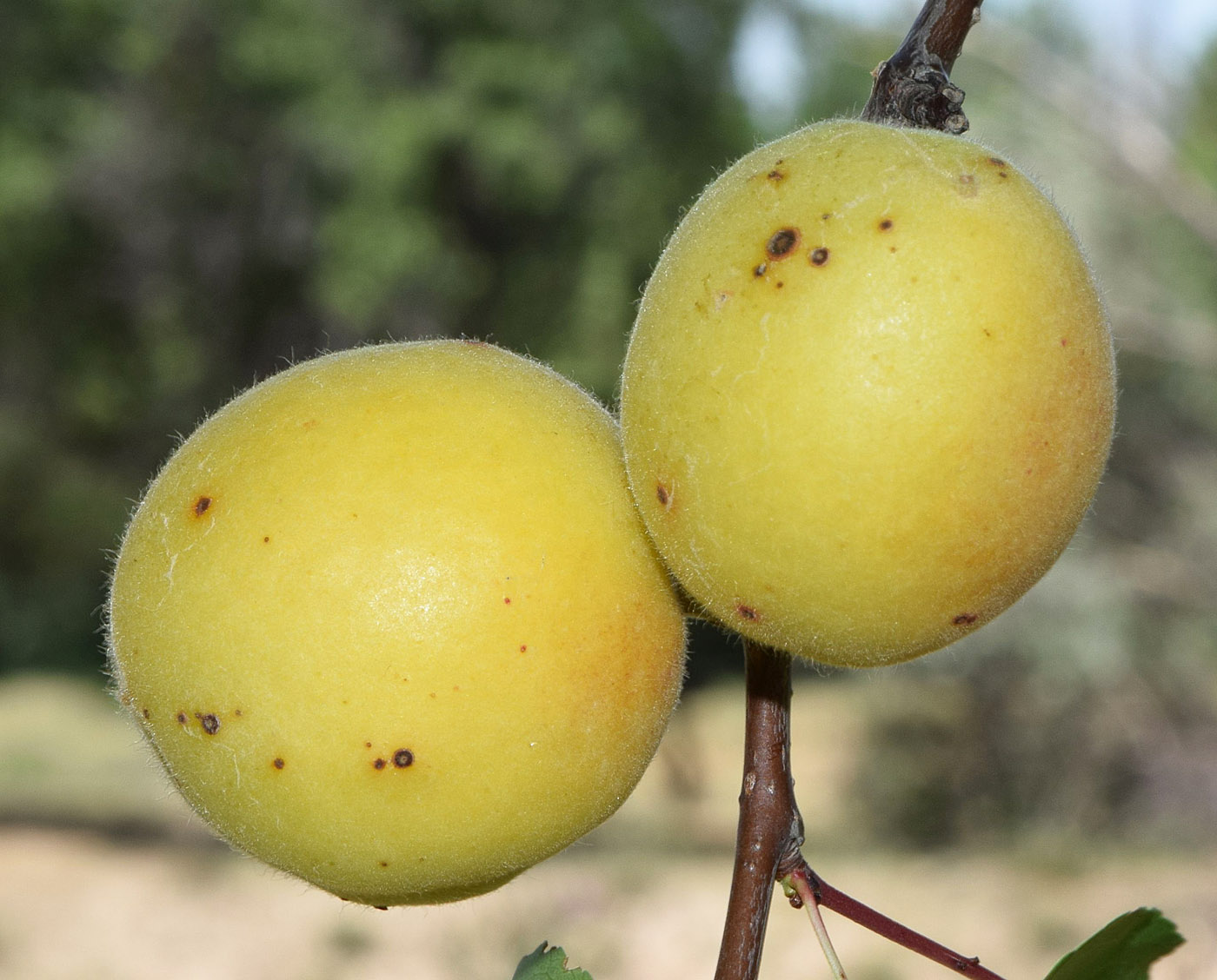 Изображение особи Armeniaca vulgaris.