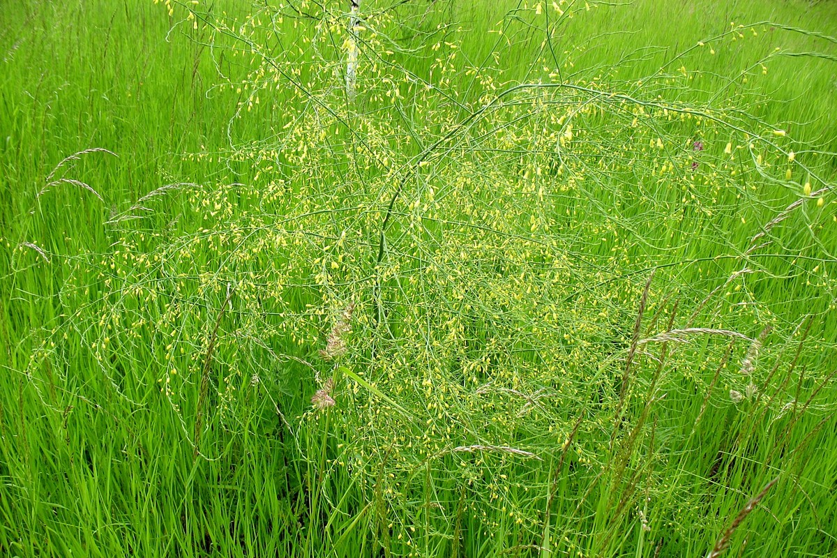 Image of Asparagus officinalis specimen.