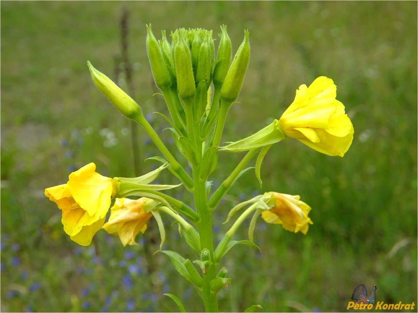 Image of Oenothera biennis specimen.