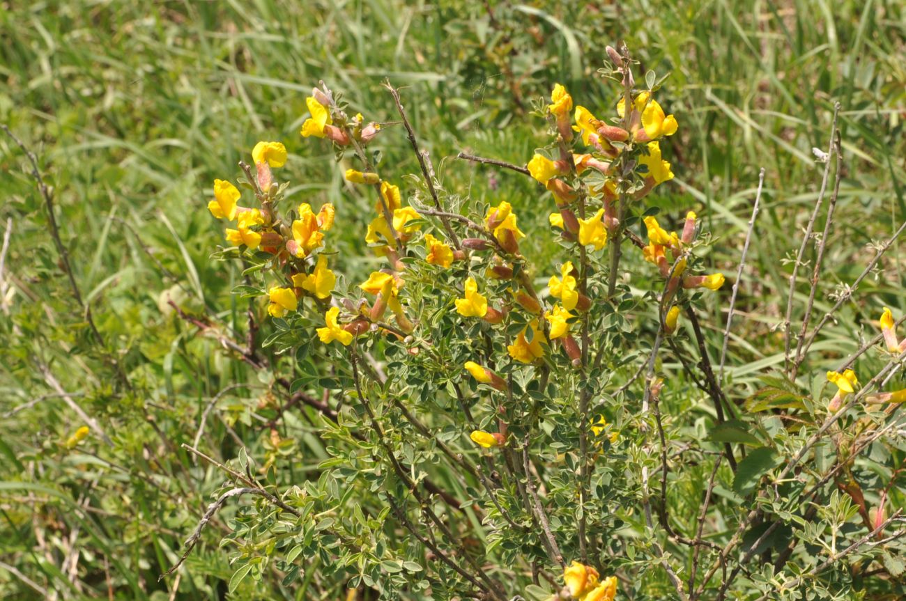 Image of Chamaecytisus ruthenicus specimen.