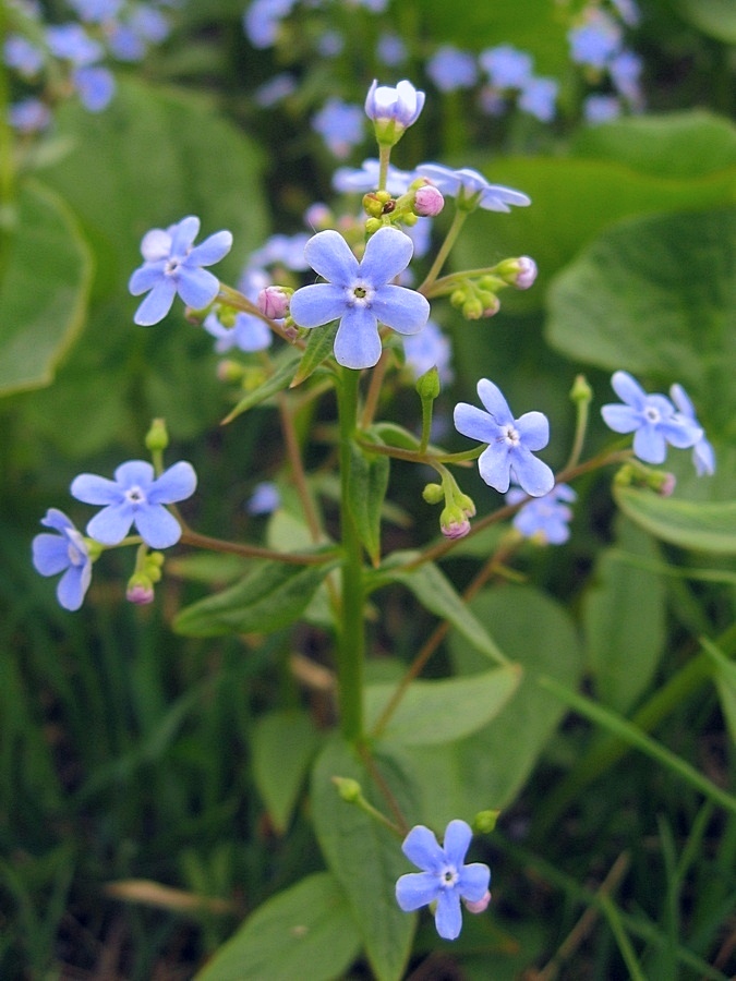 Изображение особи Brunnera sibirica.