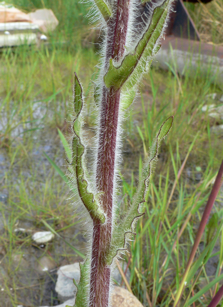 Image of Tephroseris palustris specimen.