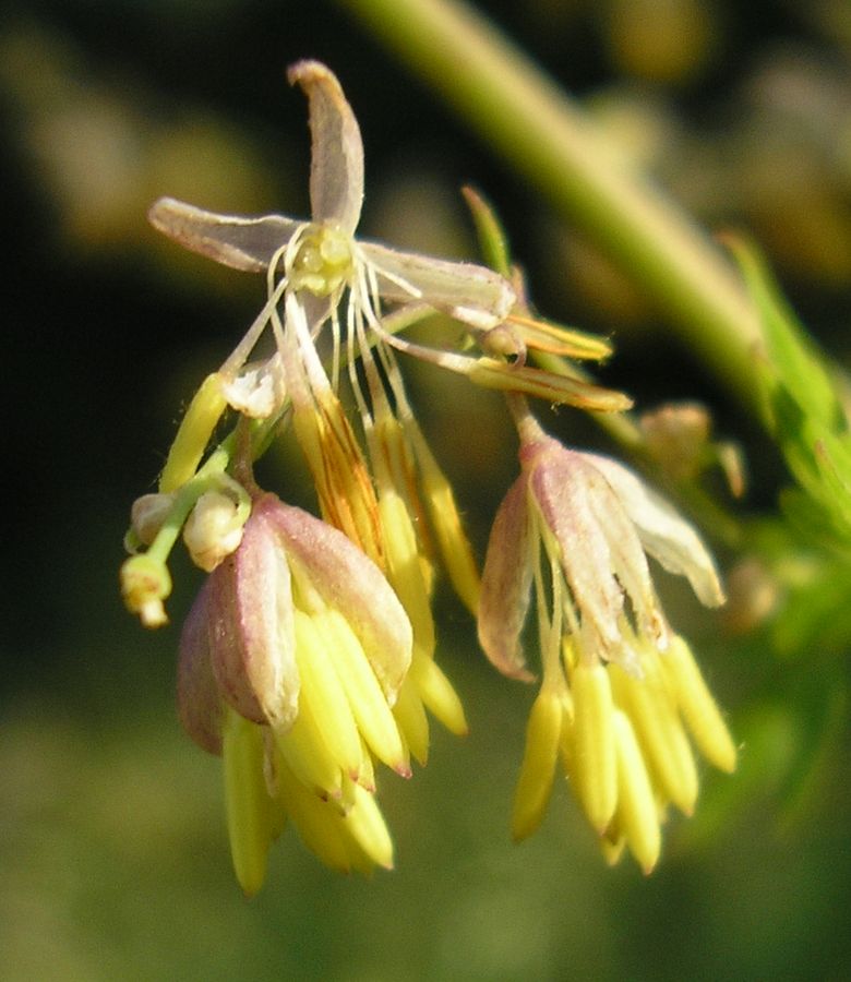 Image of Thalictrum minus specimen.