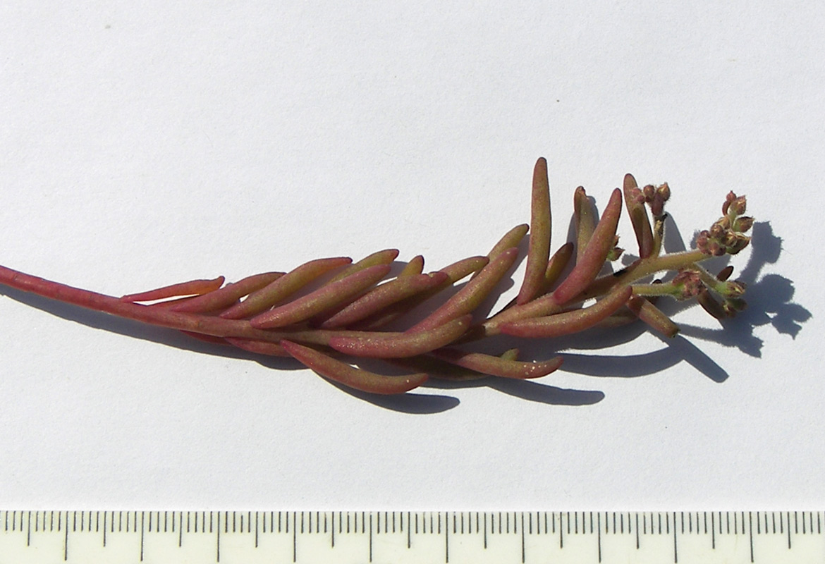 Image of Sedum pallidum specimen.