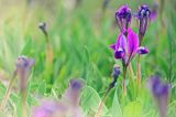 Смотреть изображение Iris pumila