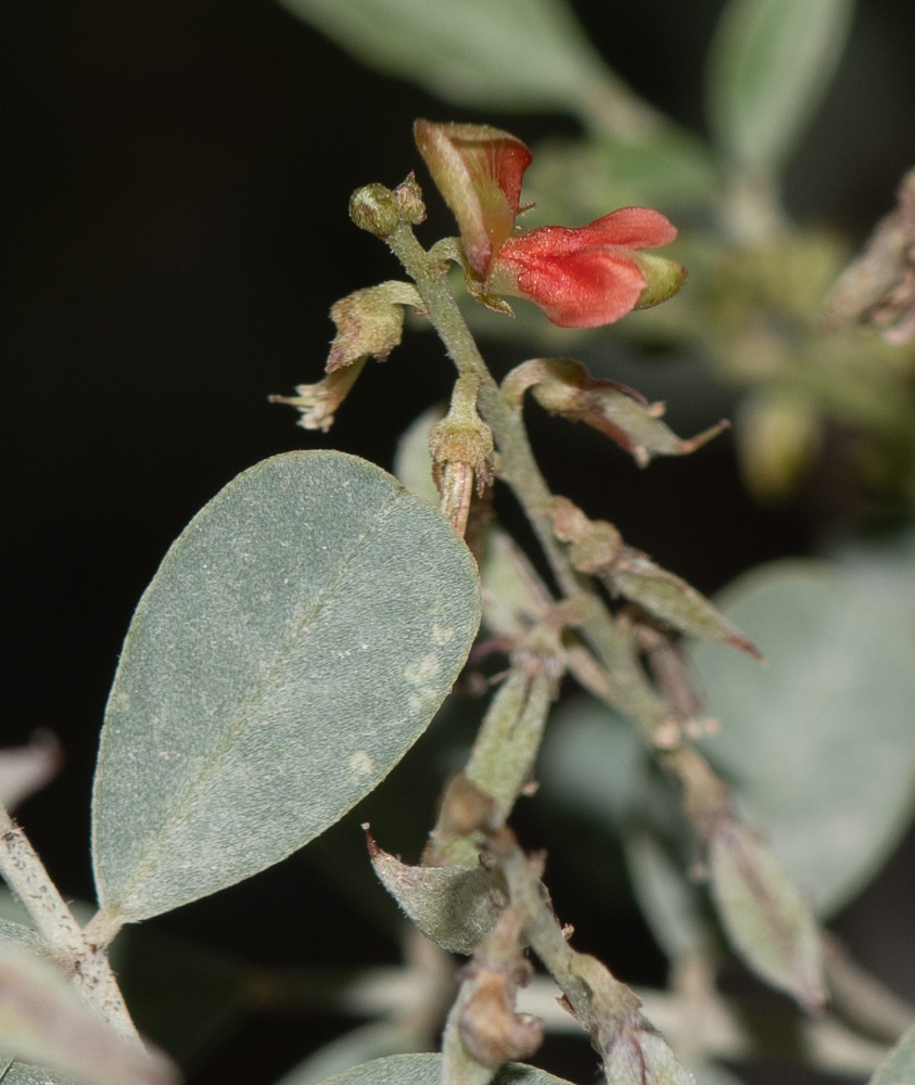 Изображение особи Indigofera articulata.