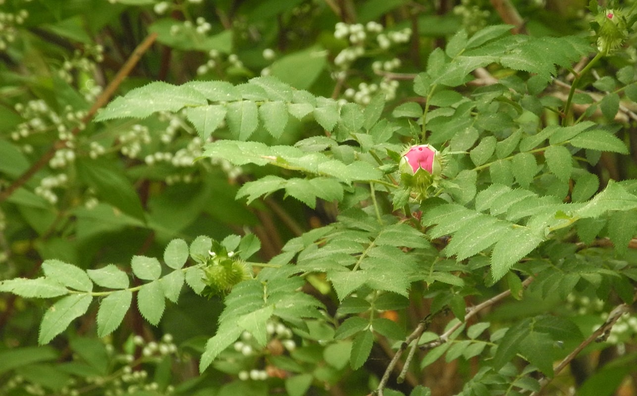 Изображение особи Rosa roxburghii.